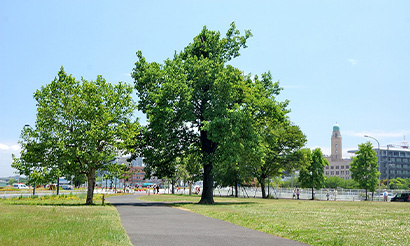 キャンパスツーリズム