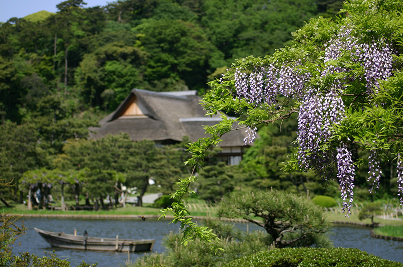 三渓園　藤