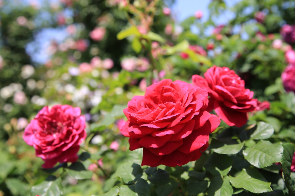 Nature/Flowers